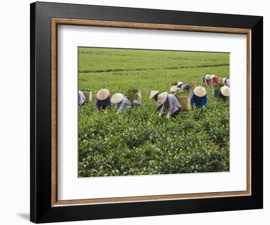 Farmers Wearing Conical Hat Picking Tea Leaves at Tea Plantation, Vietnam-Keren Su-Framed Photographic Print