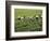 Farmers Wearing Conical Hat Picking Tea Leaves at Tea Plantation, Vietnam-Keren Su-Framed Photographic Print