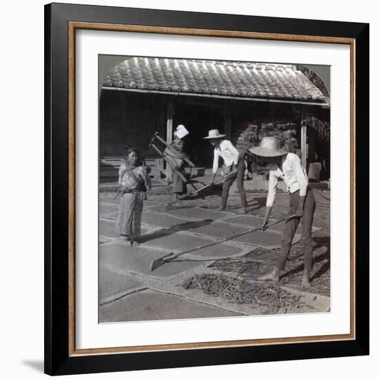 Farmers with Bamboo Rakes Spreading Millet on Mats to Dry for Winter, Near Yokohama, Japan, 1904-Underwood & Underwood-Framed Photographic Print