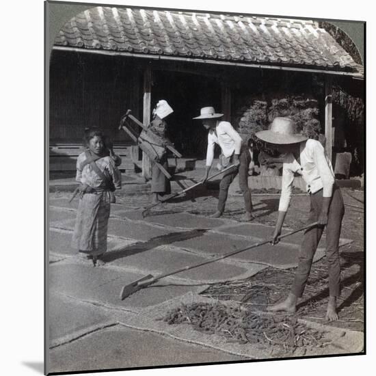 Farmers with Bamboo Rakes Spreading Millet on Mats to Dry for Winter, Near Yokohama, Japan, 1904-Underwood & Underwood-Mounted Photographic Print