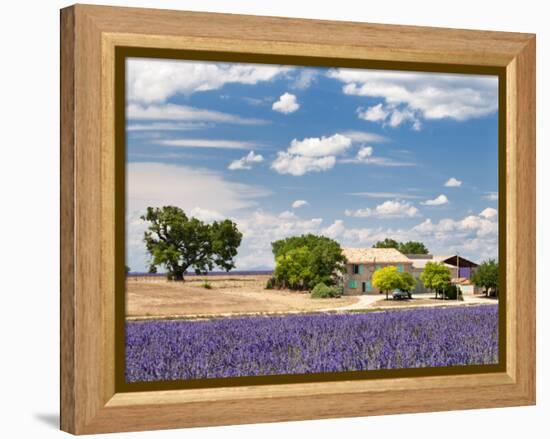 Farmhouse in a Lavender Field, Provence, France-Nadia Isakova-Framed Premier Image Canvas