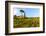 Farmhouse. Typical Rolling Hills Landscape. Tuscany, Italy-Tom Norring-Framed Photographic Print