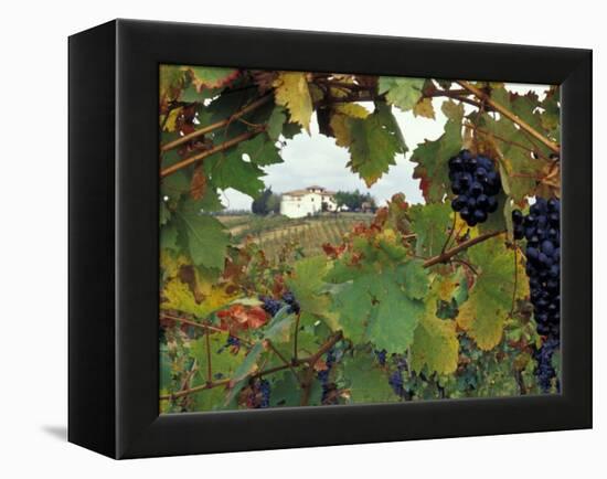 Farmhouse View Through Grapevine, Tuscany, Italy-John & Lisa Merrill-Framed Premier Image Canvas