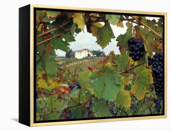 Farmhouse View Through Grapevine, Tuscany, Italy-John & Lisa Merrill-Framed Premier Image Canvas