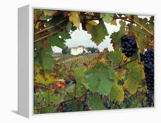 Farmhouse View Through Grapevine, Tuscany, Italy-John & Lisa Merrill-Framed Premier Image Canvas