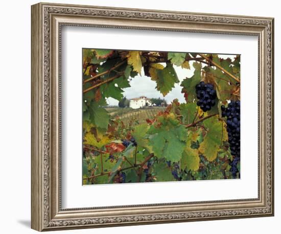 Farmhouse View Through Grapevine, Tuscany, Italy-John & Lisa Merrill-Framed Photographic Print