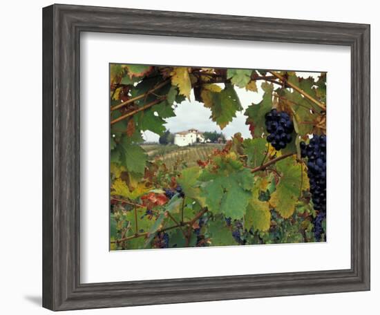 Farmhouse View Through Grapevine, Tuscany, Italy-John & Lisa Merrill-Framed Photographic Print