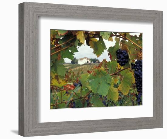 Farmhouse View Through Grapevine, Tuscany, Italy-John & Lisa Merrill-Framed Photographic Print