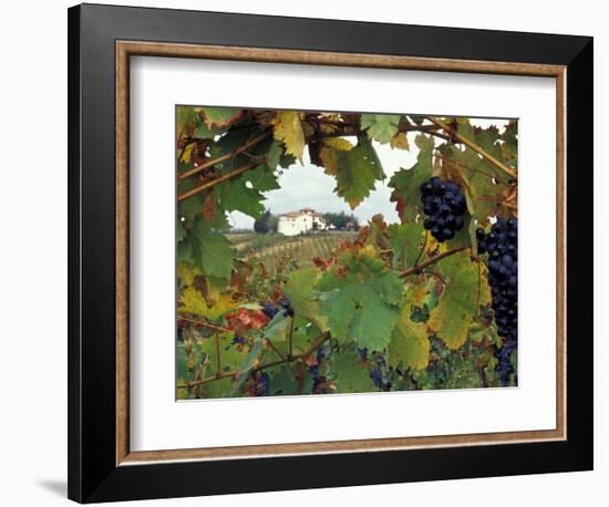 Farmhouse View Through Grapevine, Tuscany, Italy-John & Lisa Merrill-Framed Photographic Print