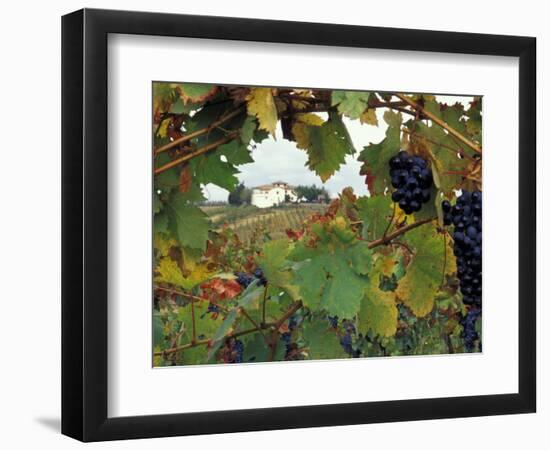 Farmhouse View Through Grapevine, Tuscany, Italy-John & Lisa Merrill-Framed Photographic Print