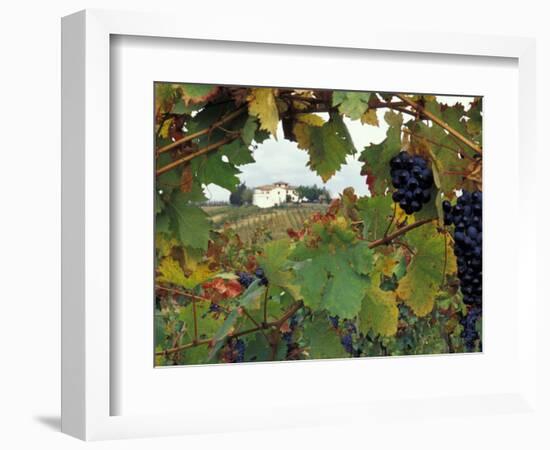 Farmhouse View Through Grapevine, Tuscany, Italy-John & Lisa Merrill-Framed Photographic Print