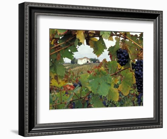 Farmhouse View Through Grapevine, Tuscany, Italy-John & Lisa Merrill-Framed Photographic Print