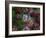 Farmhouse Window Surrounded by Flowers, Ille-et-Vilaine, Brittany, France, Europe-Tomlinson Ruth-Framed Photographic Print