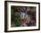 Farmhouse Window Surrounded by Flowers, Ille-et-Vilaine, Brittany, France, Europe-Tomlinson Ruth-Framed Photographic Print