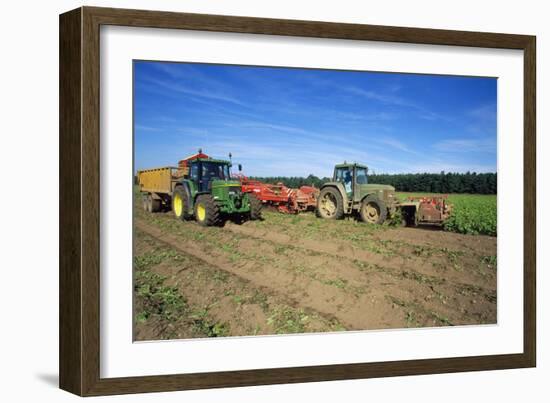 Farming Harvesting Potatoes-null-Framed Photographic Print