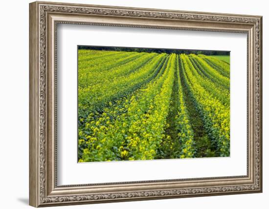 Farming in the Willamette Valley of Oregon-Terry Eggers-Framed Photographic Print