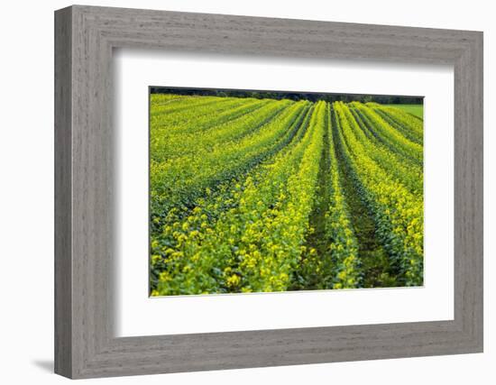 Farming in the Willamette Valley of Oregon-Terry Eggers-Framed Photographic Print