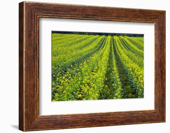 Farming in the Willamette Valley of Oregon-Terry Eggers-Framed Photographic Print