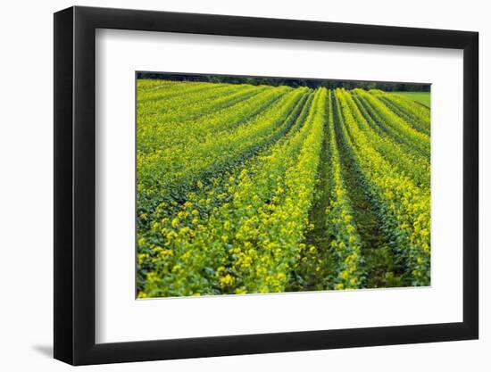 Farming in the Willamette Valley of Oregon-Terry Eggers-Framed Photographic Print