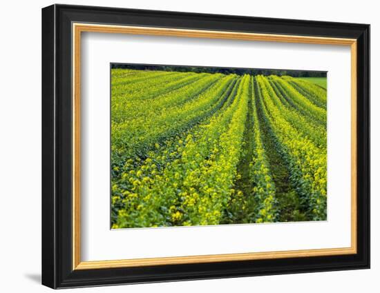 Farming in the Willamette Valley of Oregon-Terry Eggers-Framed Photographic Print