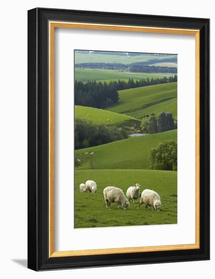 Farmland and Sheep, South Otago, South Island, New Zealand-David Wall-Framed Photographic Print