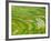 Farmland by the Three Gorges of the Yangtze River, China-Keren Su-Framed Photographic Print