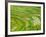 Farmland by the Three Gorges of the Yangtze River, China-Keren Su-Framed Photographic Print