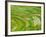 Farmland by the Three Gorges of the Yangtze River, China-Keren Su-Framed Photographic Print