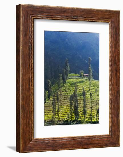 Farmland Near Tengger Semeru National Park, East Java, Indonesia-Keren Su-Framed Photographic Print