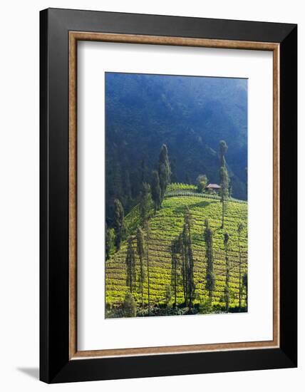 Farmland Near Tengger Semeru National Park, East Java, Indonesia-Keren Su-Framed Photographic Print