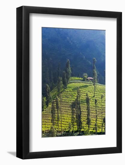 Farmland Near Tengger Semeru National Park, East Java, Indonesia-Keren Su-Framed Photographic Print