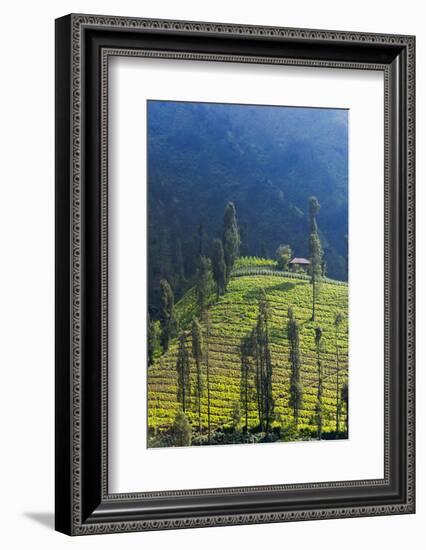 Farmland Near Tengger Semeru National Park, East Java, Indonesia-Keren Su-Framed Photographic Print