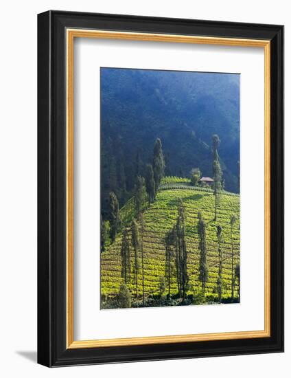 Farmland Near Tengger Semeru National Park, East Java, Indonesia-Keren Su-Framed Photographic Print