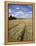 Farmland of Cornfield Ripening, England, United Kingdom, Europe-David Hughes-Framed Premier Image Canvas