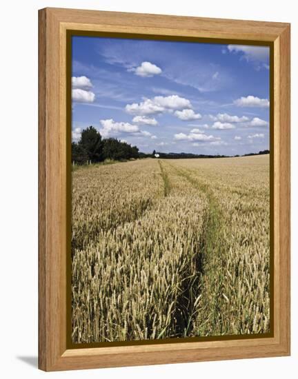 Farmland of Cornfield Ripening, England, United Kingdom, Europe-David Hughes-Framed Premier Image Canvas