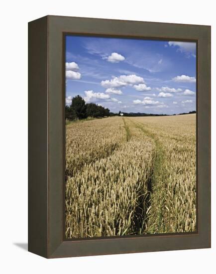 Farmland of Cornfield Ripening, England, United Kingdom, Europe-David Hughes-Framed Premier Image Canvas