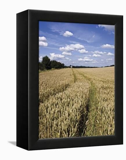 Farmland of Cornfield Ripening, England, United Kingdom, Europe-David Hughes-Framed Premier Image Canvas