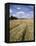 Farmland of Cornfield Ripening, England, United Kingdom, Europe-David Hughes-Framed Premier Image Canvas