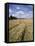 Farmland of Cornfield Ripening, England, United Kingdom, Europe-David Hughes-Framed Premier Image Canvas