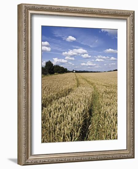 Farmland of Cornfield Ripening, England, United Kingdom, Europe-David Hughes-Framed Photographic Print