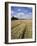 Farmland of Cornfield Ripening, England, United Kingdom, Europe-David Hughes-Framed Photographic Print