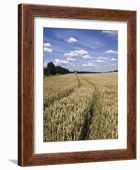 Farmland of Cornfield Ripening, England, United Kingdom, Europe-David Hughes-Framed Photographic Print