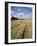 Farmland of Cornfield Ripening, England, United Kingdom, Europe-David Hughes-Framed Photographic Print