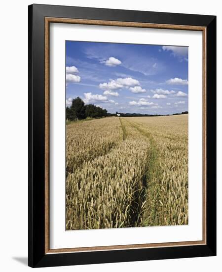 Farmland of Cornfield Ripening, England, United Kingdom, Europe-David Hughes-Framed Photographic Print