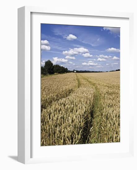 Farmland of Cornfield Ripening, England, United Kingdom, Europe-David Hughes-Framed Photographic Print