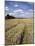 Farmland of Cornfield Ripening, England, United Kingdom, Europe-David Hughes-Mounted Photographic Print