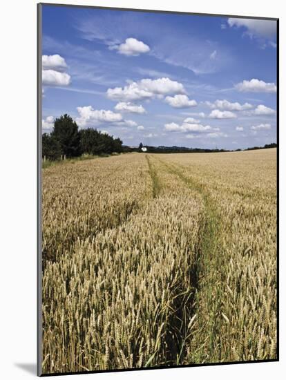 Farmland of Cornfield Ripening, England, United Kingdom, Europe-David Hughes-Mounted Photographic Print