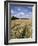 Farmland of Cornfield Ripening, England, United Kingdom, Europe-David Hughes-Framed Photographic Print