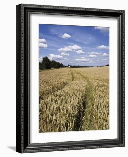 Farmland of Cornfield Ripening, England, United Kingdom, Europe-David Hughes-Framed Photographic Print