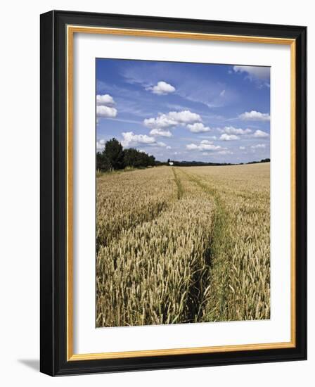 Farmland of Cornfield Ripening, England, United Kingdom, Europe-David Hughes-Framed Photographic Print